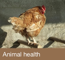 Animal health