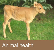 Animal health