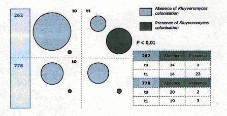 grafico del summary.jpg